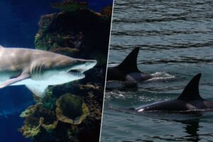 La costa del terror para los tiburones. Ha aparecido un nuevo depredador en la costa de México