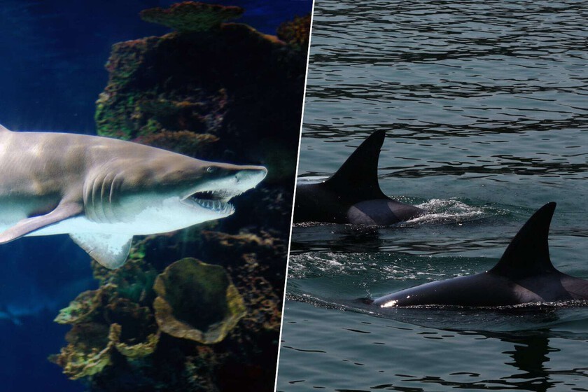 La costa del terror para los tiburones. Ha aparecido un nuevo depredador en la costa de México