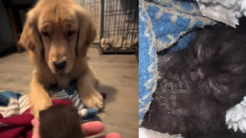 La historia del perro que rescató a un gato bebé de una muerte fatal y que conmueve las redes sociales
