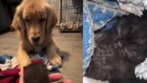 La historia del perro que rescató a un gato bebé de una muerte fatal y que conmueve las redes sociales