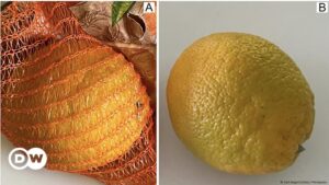 La razón por la que naranjas se venden en bolsa de red roja – DW – 26/08/2024