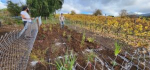 La vinicultura chilena migra al sur para sortear el cambio climático