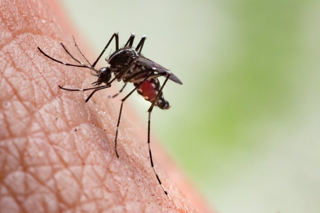 Las personas que se recuperan del dengue corren un mayor riesgo de sufrir complicaciones a largo plazo que las del Covid