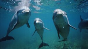 saber de los delfines