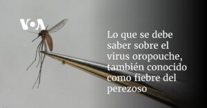 Lo que se debe saber sobre el virus oropouche, también conocido como fiebre del perezoso