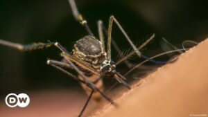 Mosquito usa el infrarrojo para detectar objetivos humanos – DW – 23/08/2024
