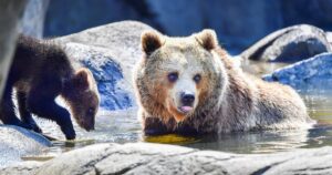 Polémica en Suecia: se habilitó la matanza del 20% de los osos pardos del país en una cacería anual
