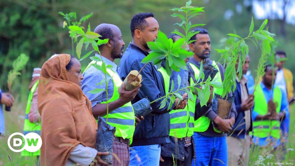 Por qué fracasan las campañas de plantación de árboles – DW – 08/08/2024