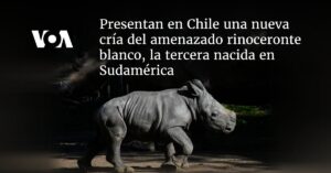 Presentan en Chile nueva cría del amenazado rinoceronte blanco, la tercera nacida en Sudamérica