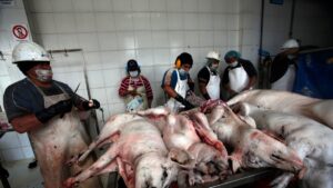 Propuesta de ley en defensa de los animales causa revuelo en Ecuador