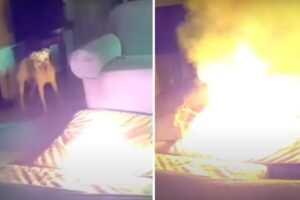 Se viraliza video de un perro que causó un fuerte incendio dentro de una casa al morder una batería de litio