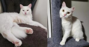 Snowy, una gatita blanca con sordera, encuentra una familia que la hará feliz para siempre