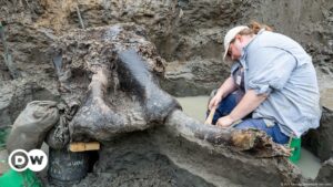 Sorprendente hallazgo del cráneo de un mastodonte en Iowa – DW – 22/08/2024