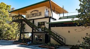 Un café de lujo panameño se impone en subasta privada a un precio de 7.532 dólares el kilo