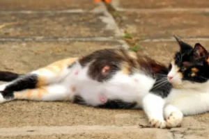 Un hombre le propinó seis tiros a una gatica y llegó viva a la clínica: Cobra vigencia las 7 vidas