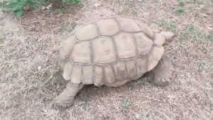 Una tortuga de 30 kilos se escapa de su casa en Madrid