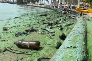 Verdín en el Lago de Maracaibo podría aparecer anualmente con lluvias y calor, afirma ONG