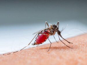 Virus oropouche: OPS alerta aumento de casos de la enfermedad en Colombia | Regiones | Economía