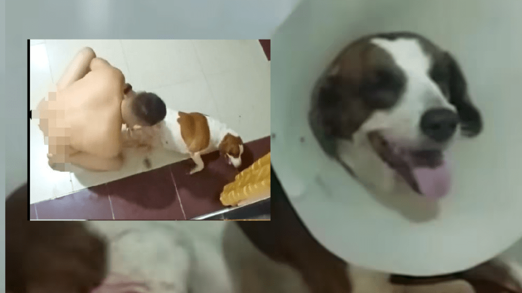 hombre habría abusado de una perrita en Florencia, Caquetá