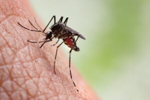 ¿Cuáles son los síntomas? ¿Cómo se produce la infección?