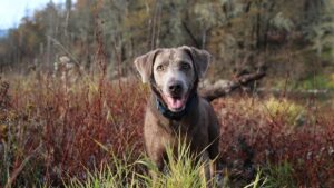 ¿Los perros mueven la cola solo por felicidad? La ciencia revela los secretos