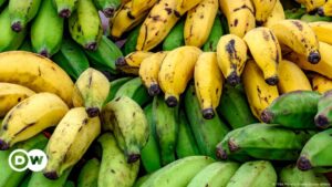 ¿Podemos aún salvar a la banana de la extinción? – DW – 19/08/2024