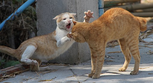 ¿Por qué mi gato pelea tanto? Así sabrás cómo y cuándo debes intervenir
