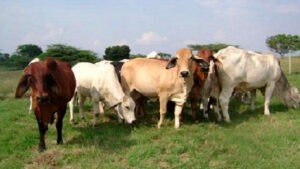 Ganaderos en Zulia reportan pérdidas del 30% por bloqueo de vías en Sierra de Perijá