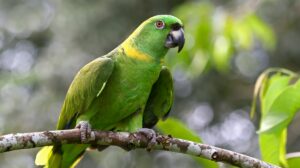 loros