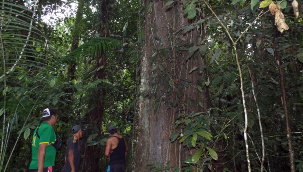 Áreas más antiguas de Amazonia serán emisoras de carbono hacia 2050