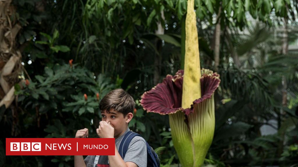Aro Gigante: la espectacular biología de la planta que huele a muerto y tarda 10 años en florecer