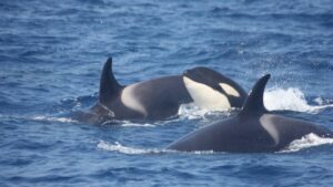 Avistaron ballena "asesina" en Los Frailes