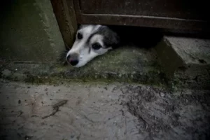 Cerrados los refugios de animales: Sueltan centenares de perros y gatos a las calles de Maracaibo por no poder mantenerlos