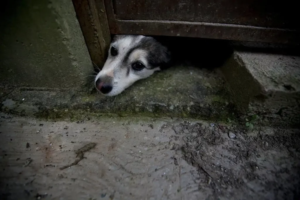 Cerrados los refugios de animales: Sueltan centenares de perros y gatos a las calles de Maracaibo por no poder mantenerlos