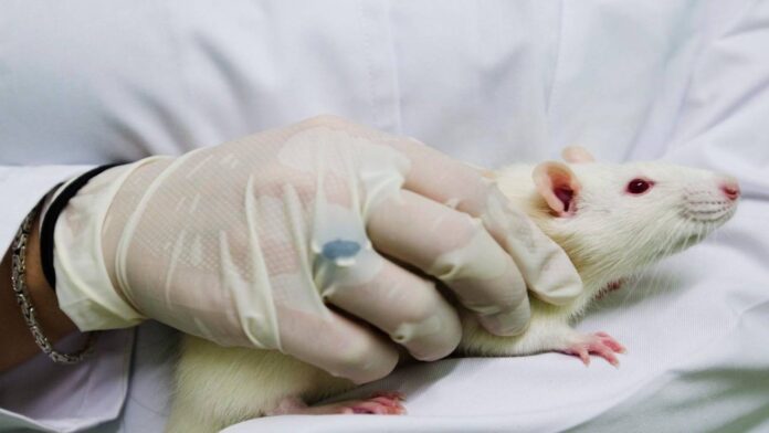 Comprueban en ratones que el contagio emocional libera serotonina y eleva la resiliencia