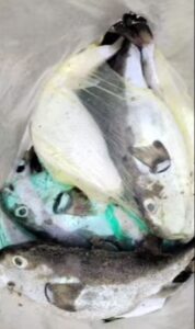 Decomisan 10 kilos de yeque en La Playita