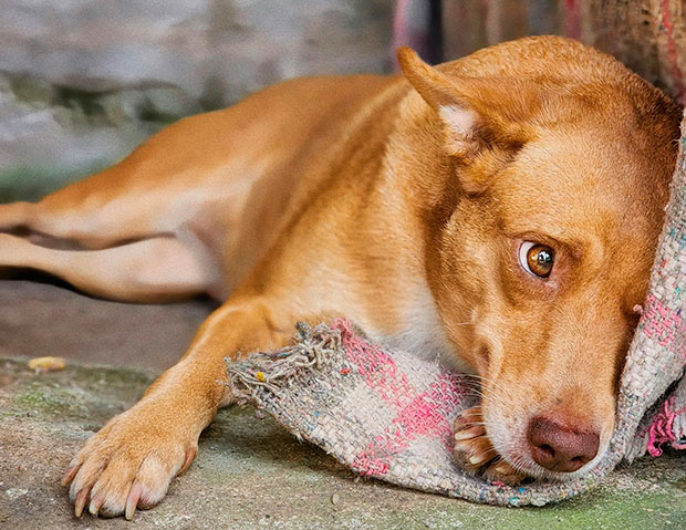 Detenido hombre acusado de envenenar a 12 perros en Bolívar