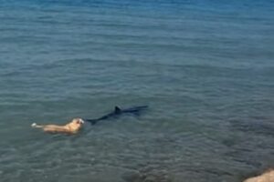 El video viral de un perrito que se lanzó al agua para perseguir un tiburón en una playa de una ciudad española