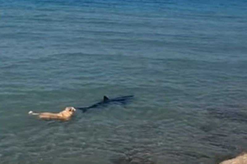 El video viral de un perrito que se lanzó al agua para perseguir un tiburón en una playa de una ciudad española