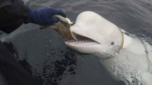 Encuentran muerta en costas noruegas supuesta beluga «espía» rusa