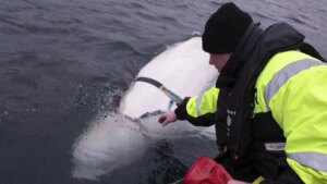 Esta es la autopsia de Hvaldimir, la ‘ballena espía’ de Rusia