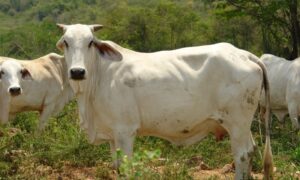Fedenaga asegura abastecimiento de carne