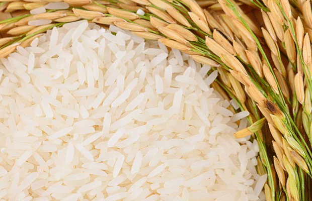 Fevearroz aspira aumento de la producción nacional de arroz