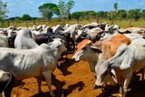 Ganaderos en Zulia reportan pérdidas del 30% por bloqueo de vías en Sierra de Perijá - AlbertoNews