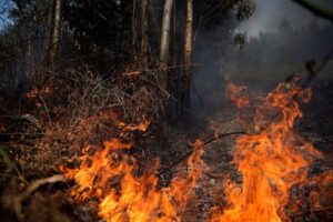 Gobierno de Bolivia decide declarar "emergencia nacional" por los incendios forestales - AlbertoNews