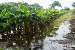 La FAO pide actuar ante amenaza de La Niña en América Latina