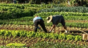 Las ayudas a jóvenes ganaderos y agricultores del Ministerio de Agricultura están abiertas hasta el día 5