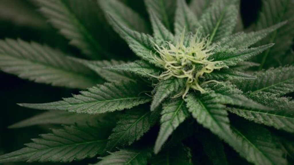 Las personas con dolor crónico o efectos de la quimioterapia podrán usar cannabis medicinal