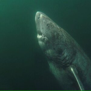 Logran grabar al tiburón más viejo del mundo