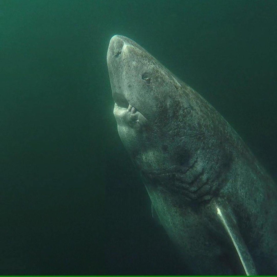 Logran grabar al tiburón más viejo del mundo